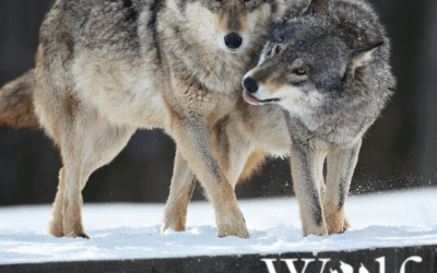Wolves Demystified – The True Nature of North America’s Most Controversial Predator