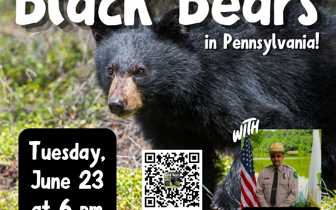 Learn about Black Bears in Pennsylvania!