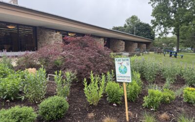 Chester County Library Introduces Biodiverse Native Garden